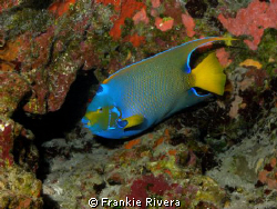 Queen Angel Fish @ Monito Island by Frankie Rivera 